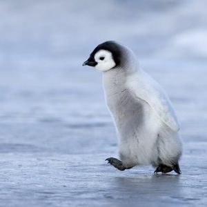 Meet your Posher, Radley